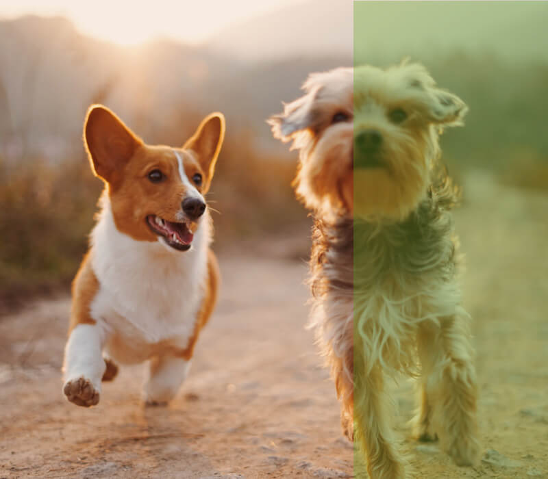 seguro veterinario