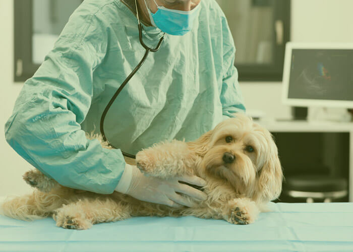 cardiología veterinaria