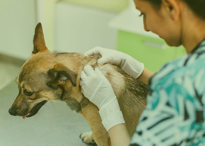 problemas de piel en animales