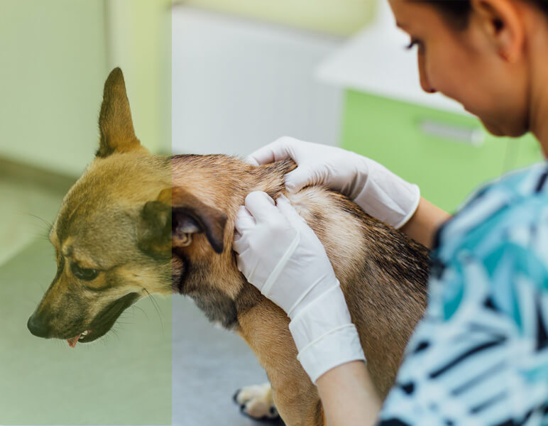 dermatología veterinaria