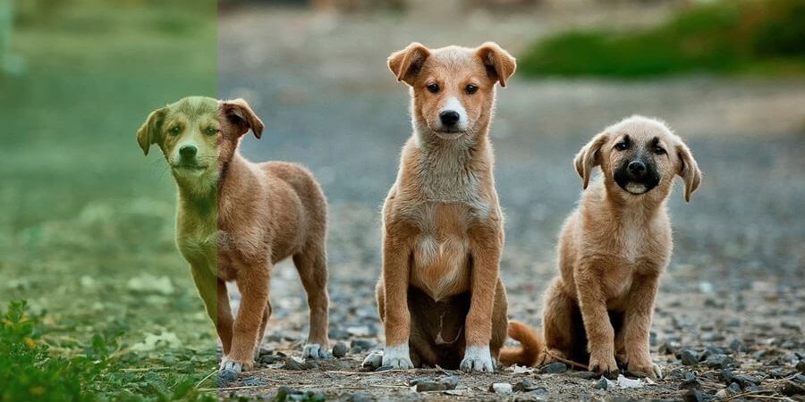 desparasitacion-interna