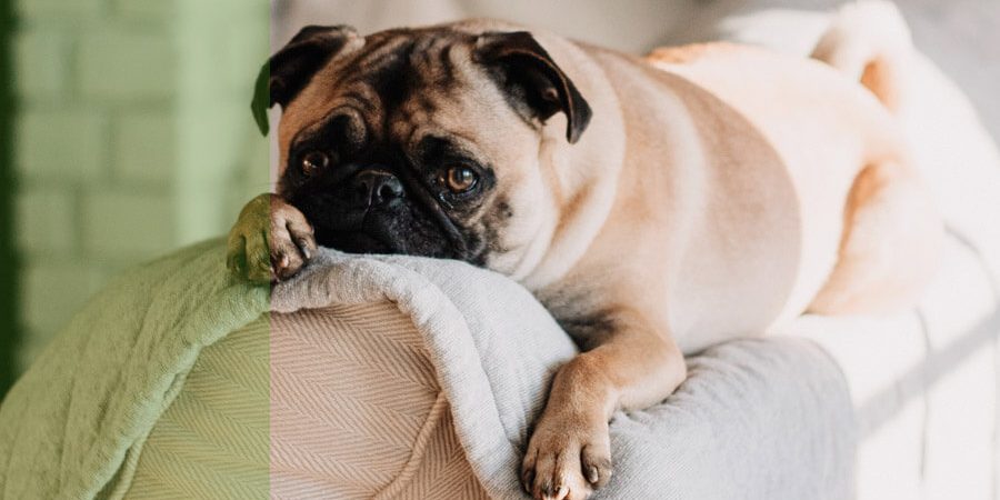 enfermedad-del-gusano-del-corazon