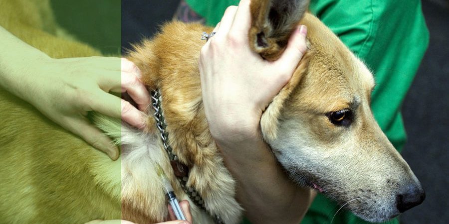 leishmaniosis-canina