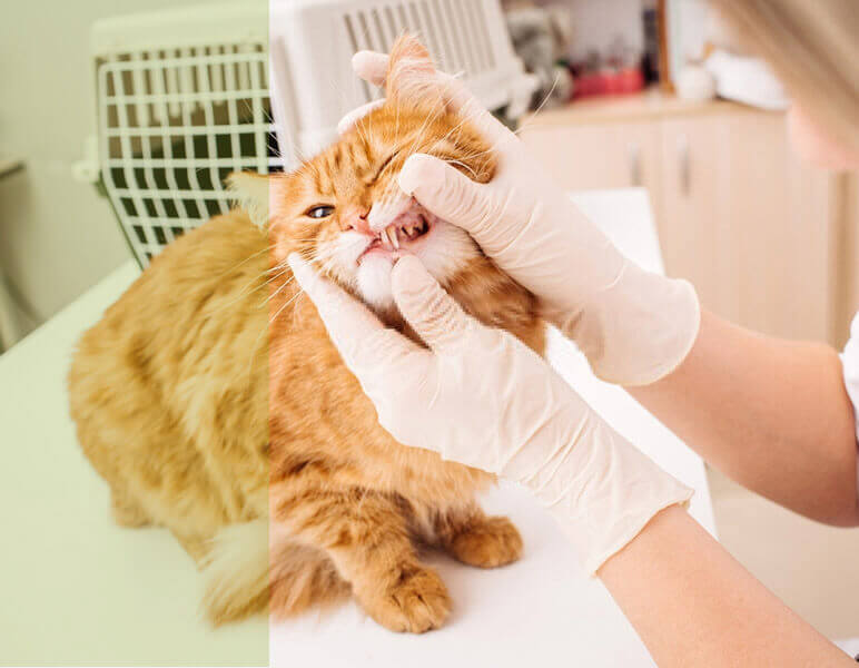 medicina preventiva veterinaria