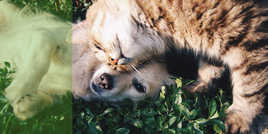 nuestros-planes-de-salud (1)