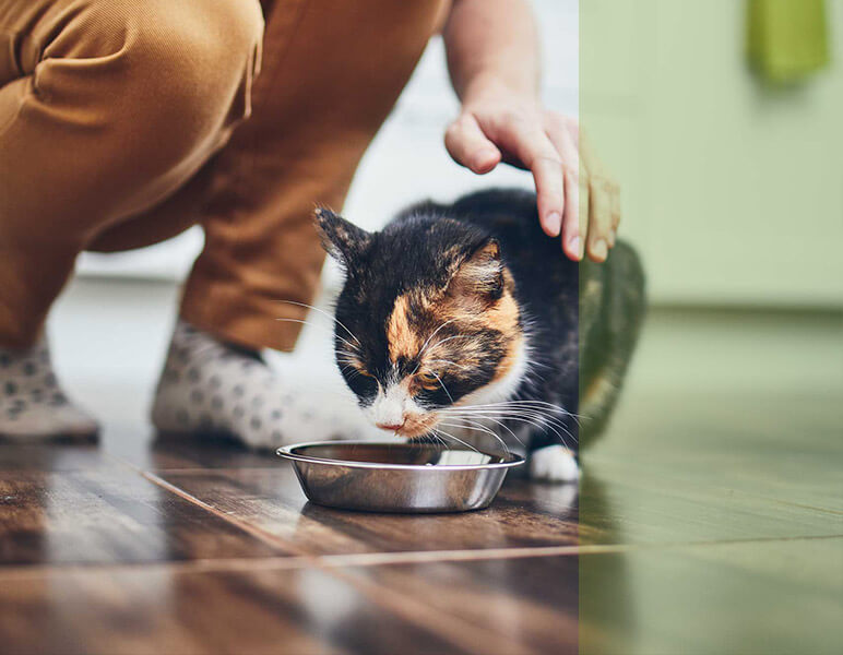 veterinario nutricionista gatos