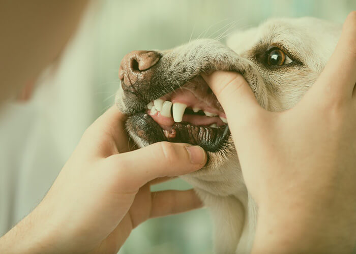 odotología veterinaria