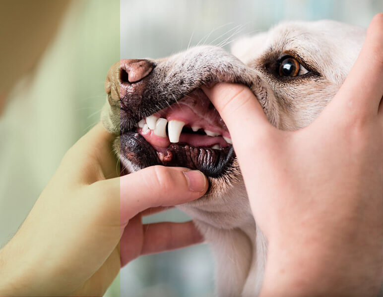 dentadura perros